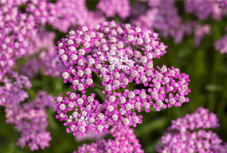 Achillea millefolium 'Lilac Beauty'