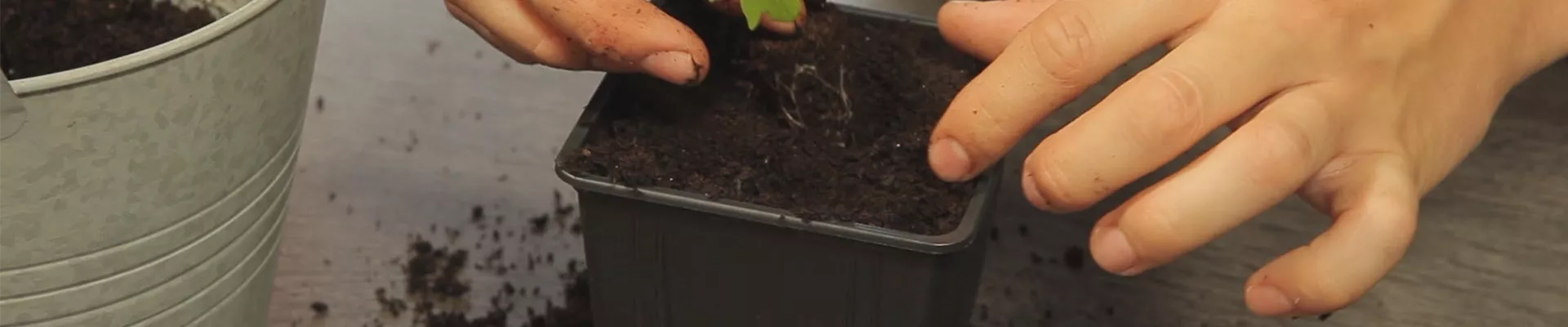 Tomaten - Umtopfen der Anzucht (thumbnail) Tomaten - Umtopfen der Anzucht (thumbnail)