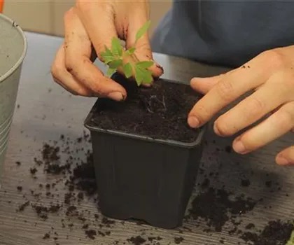 Tomaten - Umtopfen der Anzucht Tomaten - Umtopfen der Anzucht