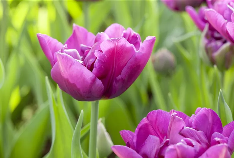 Tulipa, violett Tulipa, violett