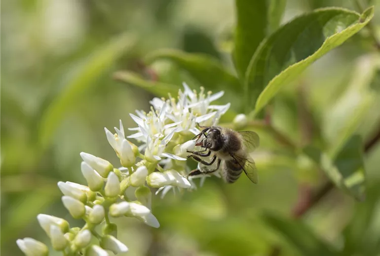 Itea virginica 'Henry´s Garnet'