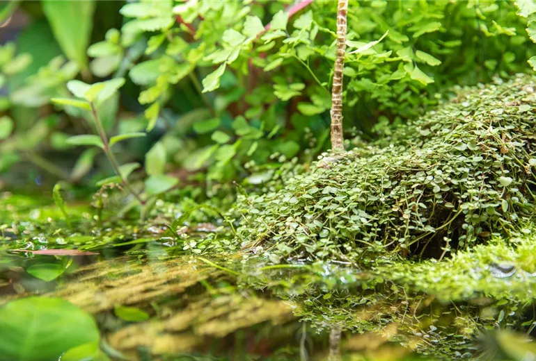 Wasserpflanzen
