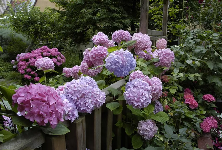 Hydrangea macrophylla, rosa Hydrangea macrophylla, rosa