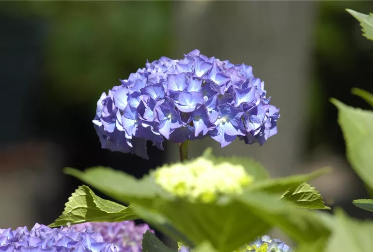 Hydrangea macrophylla, blau Hydrangea macrophylla, blau